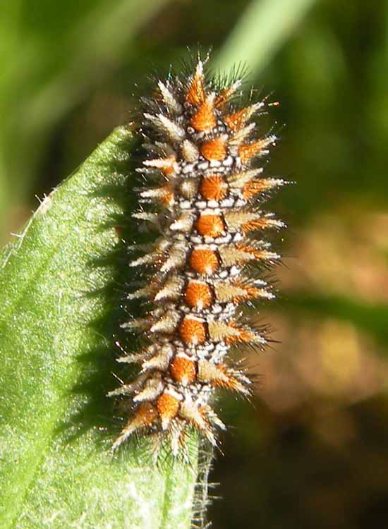 Larva di Zerynthia polyxena?